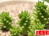 白花小松